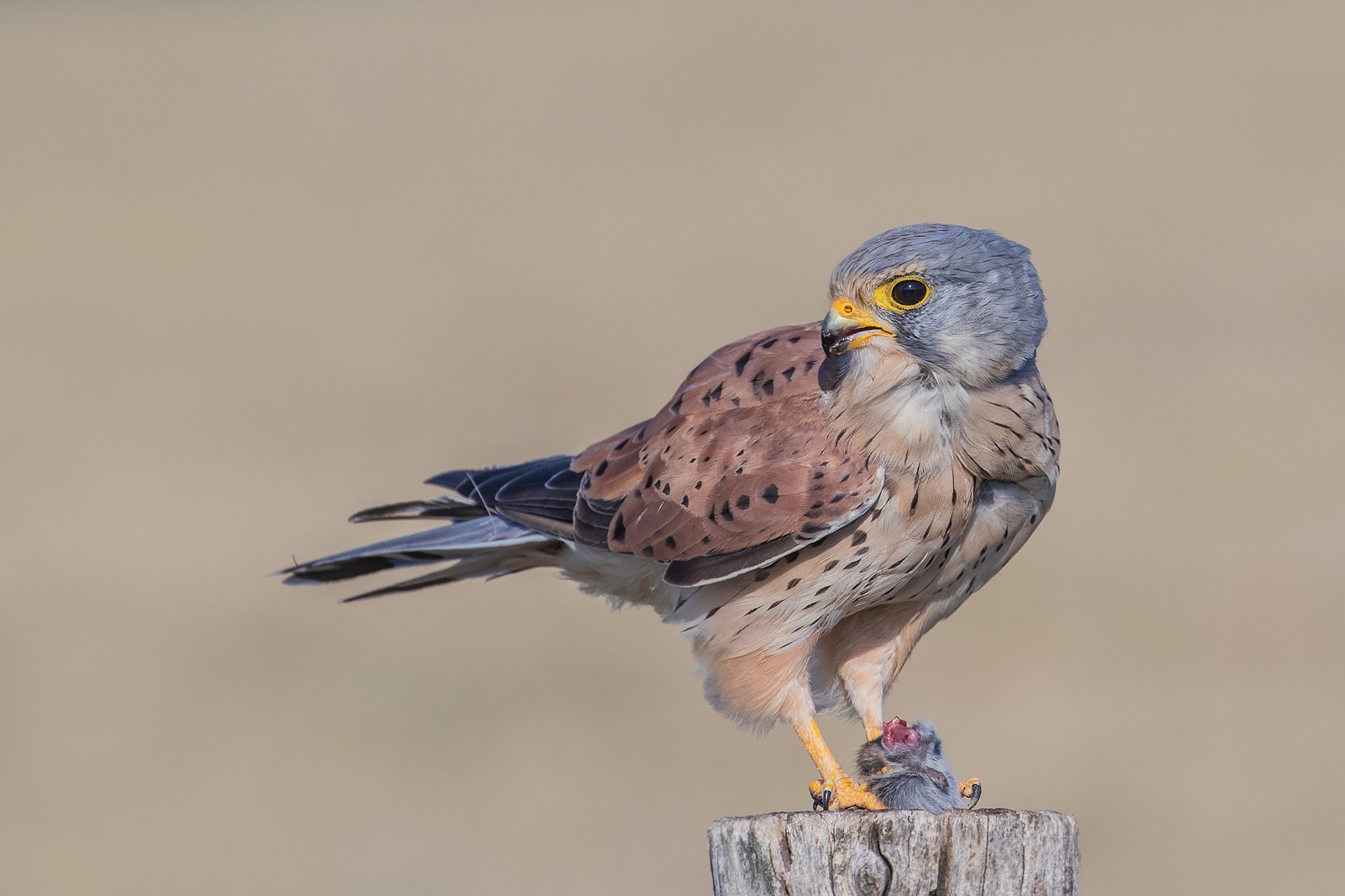 Falco tinnunculus - Turmfalke- m-  mit Beute 