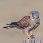 Falco tinnunculus - Turmfalke- m-  mit Beute 