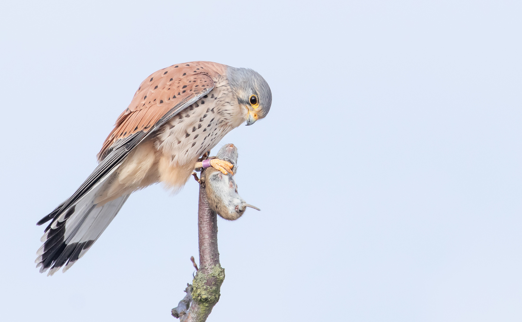 Falco tinnunculus - Turmfalke - m-  mit Maus 