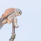 Falco tinnunculus - Turmfalke - m-  mit Maus 