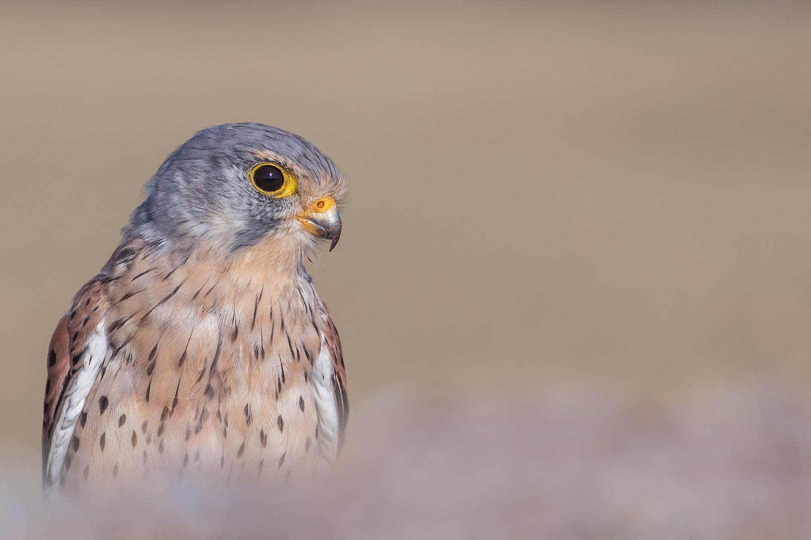 Falco tinnunculus - Turmfalke -m- Portrait 