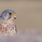 Falco tinnunculus - Turmfalke -m- Portrait 
