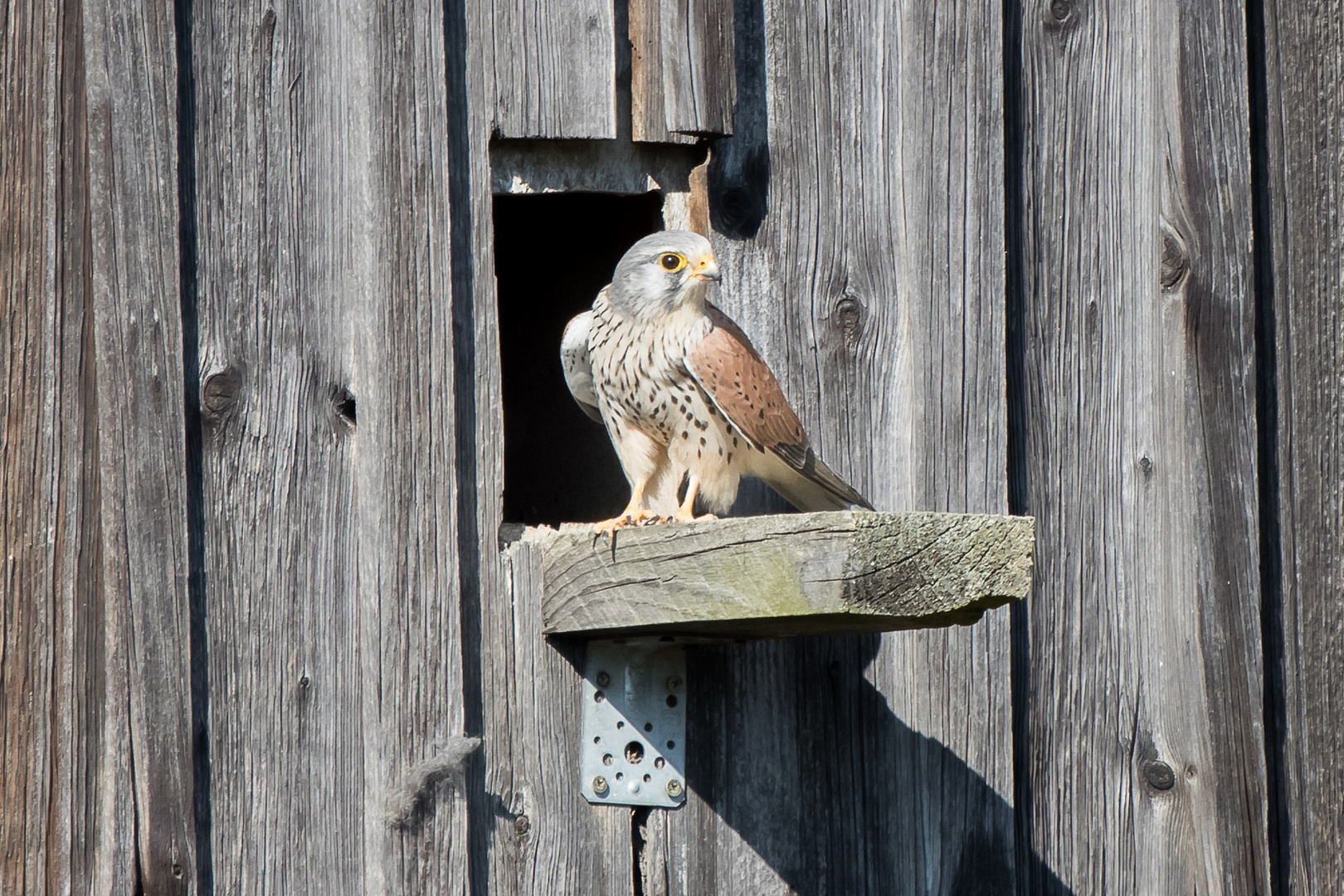 falco tinnunculus - Turmfalke (Männchen)