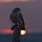 Falco tinnunculus - Turmfalke mit Maus im Sonnenuntergang 