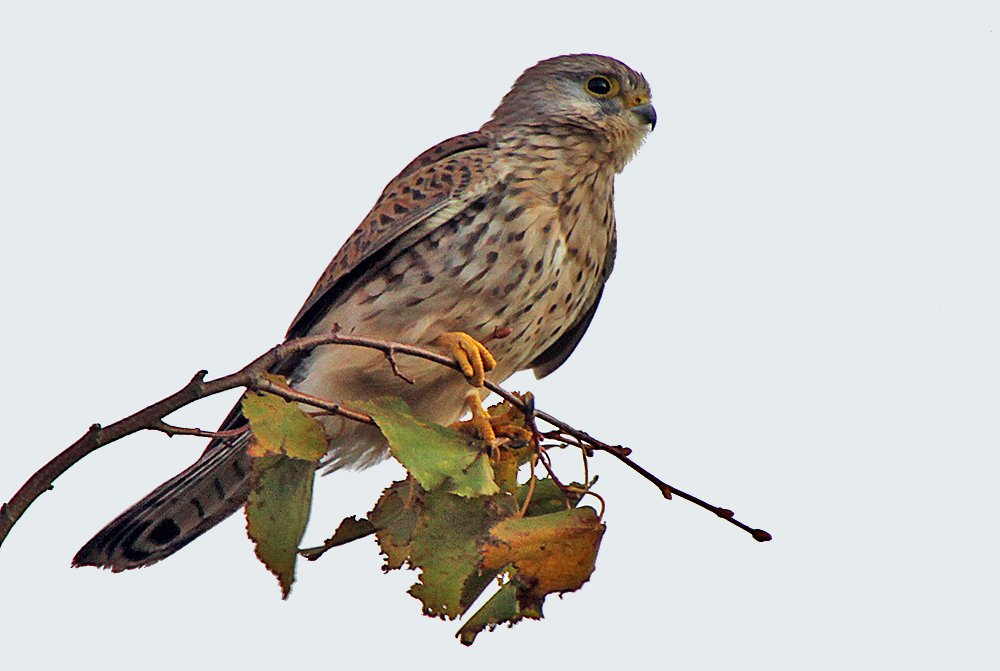 Falco tinnunculus - Turmfalke und wegen der  Andeutung einer Graufärbung...