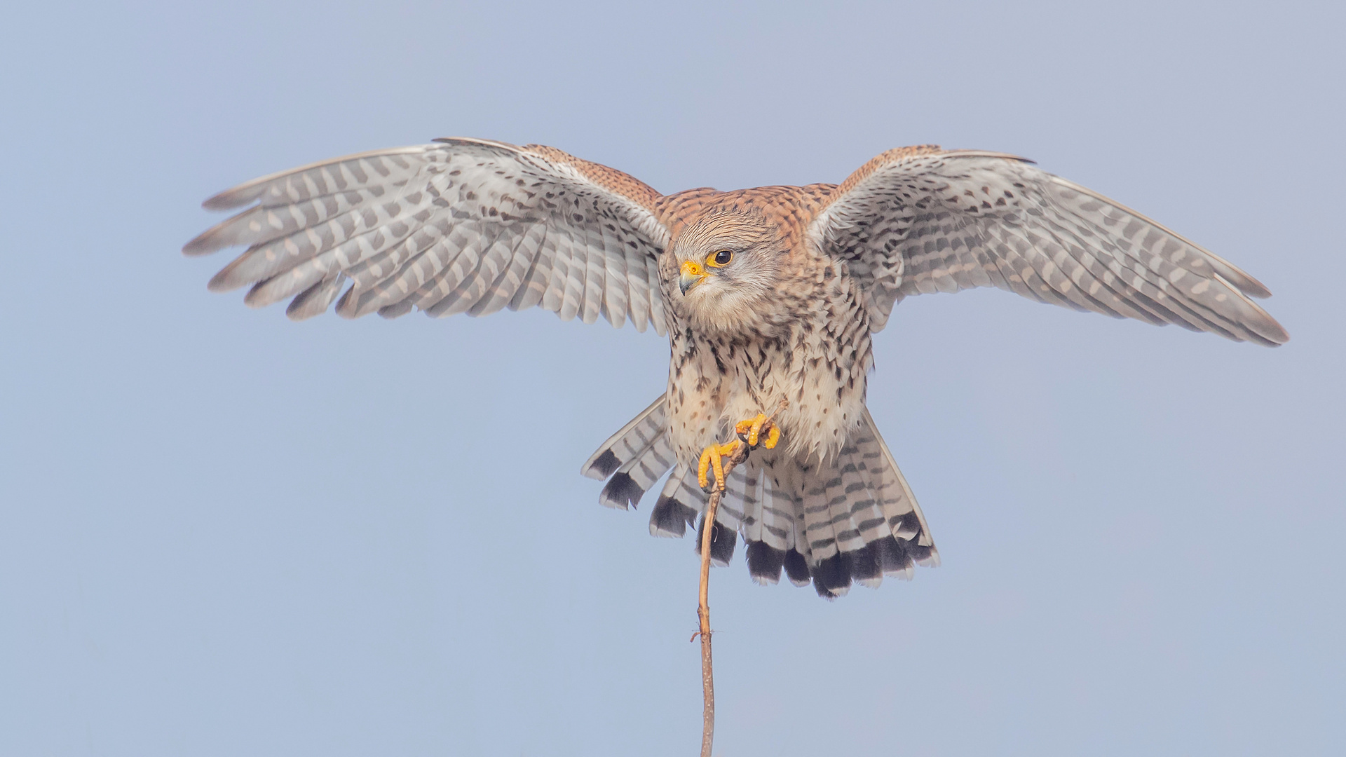 Falco tinnunculus  - Turmfalke - w - Balanceakt 