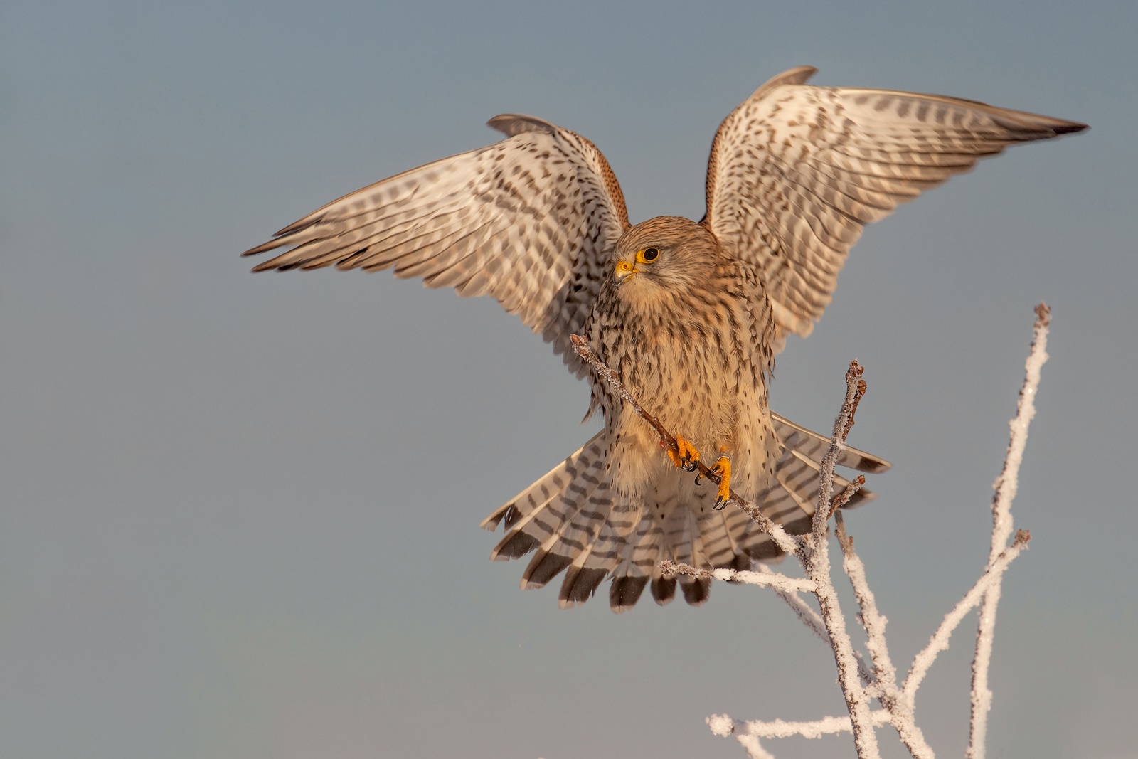 Falco tinnunculus - Turmfalke- w- bei Frost 
