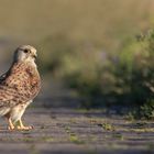 Falco tinnunculus - Turmfalke - w 