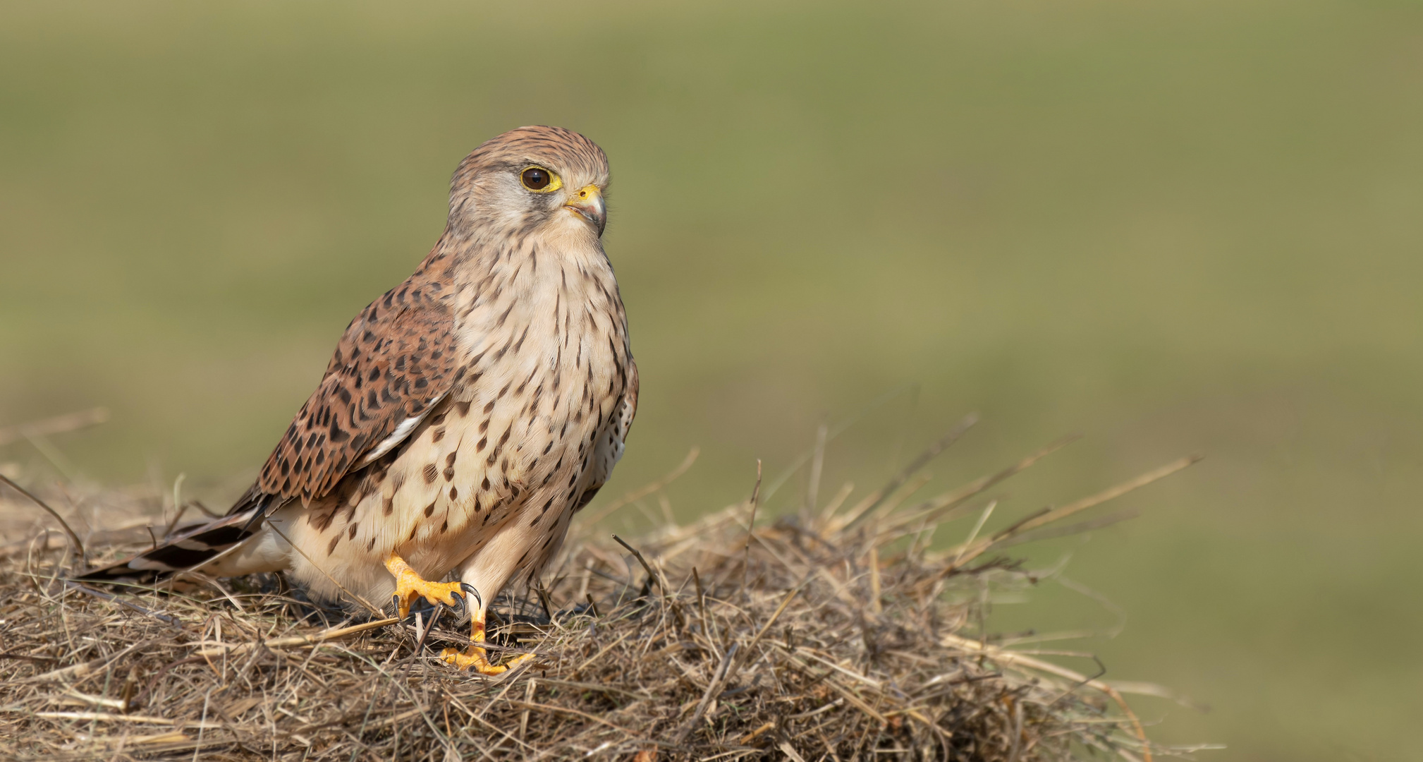 Falco tinnunculus - Turmfalke - w- 