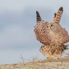 Falco tinnunculus - Turmfalke - w-  geschüttelt 