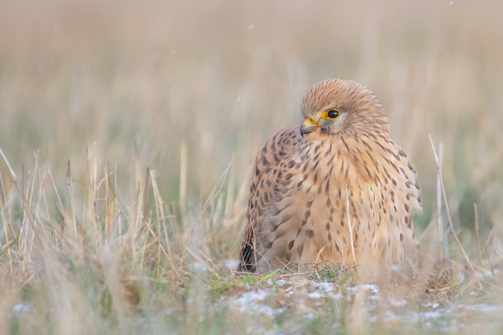  Falco tinnunculus  -  Turmfalke  - w - im Winter 