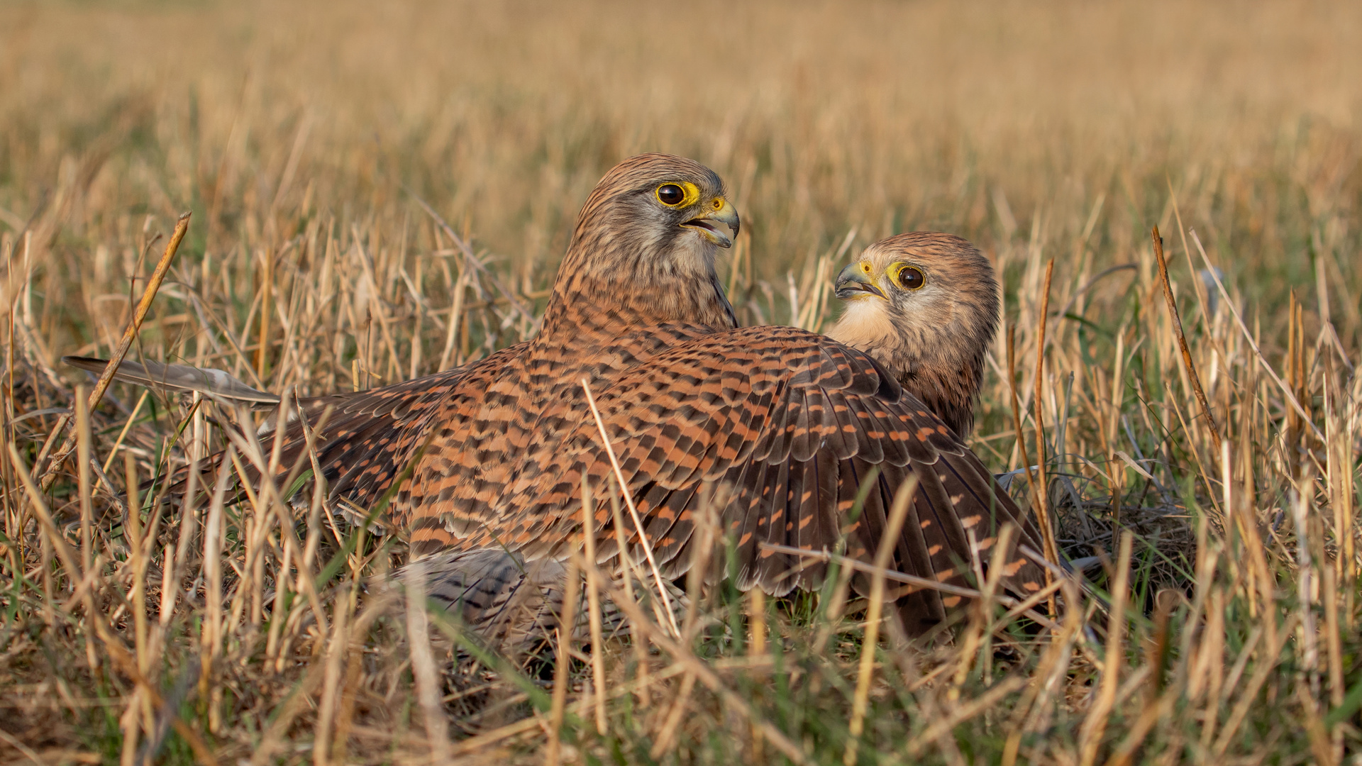 Falco tinnunculus - Turmfalken - Kräftemessen 