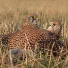 Falco tinnunculus - Turmfalken - Kräftemessen 