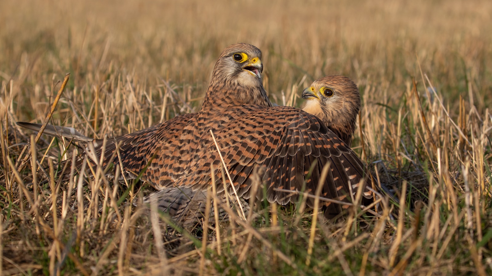 Falco tinnunculus - Turmfalken  -  Zickenalarm 