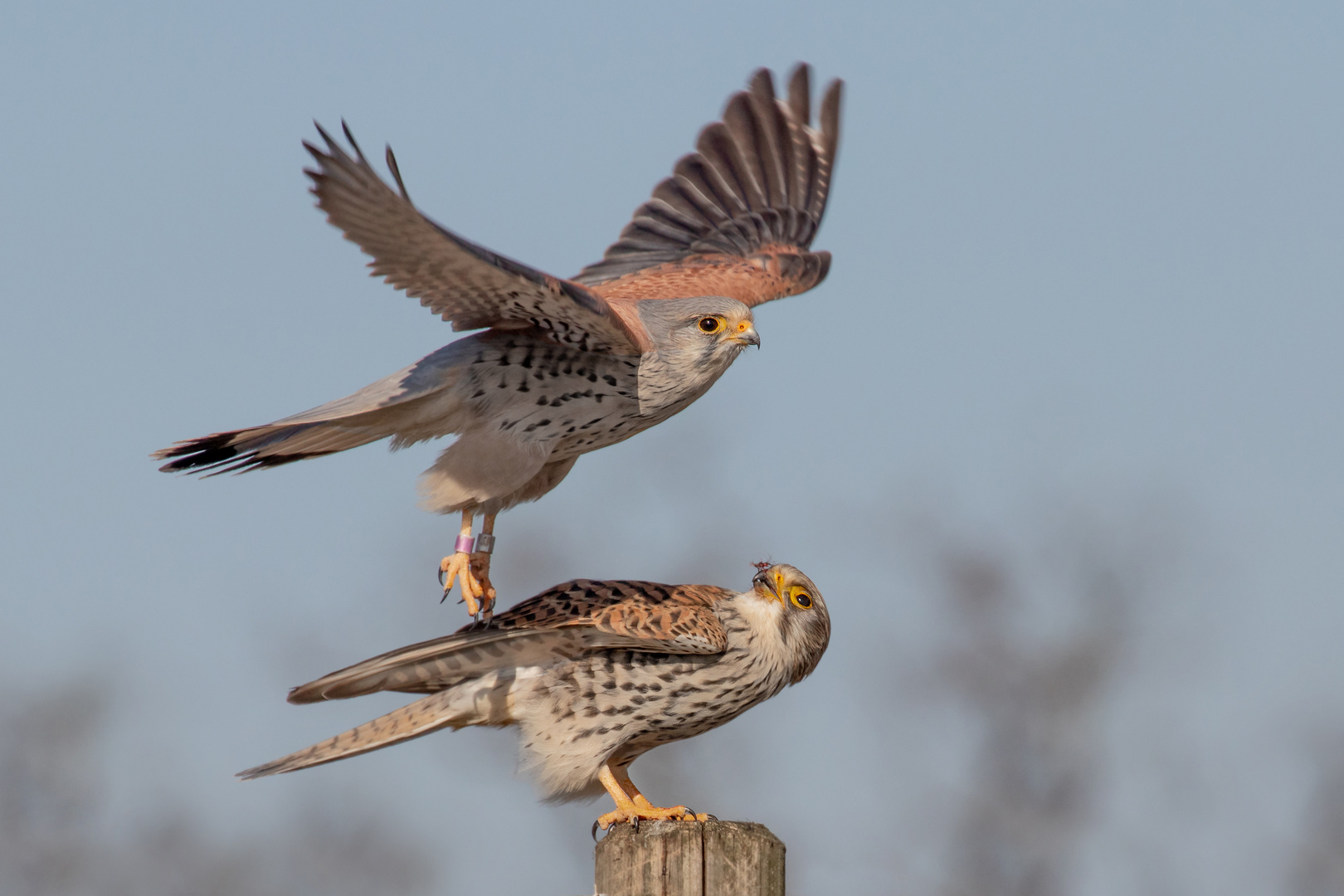 Falco tinnunculus  - Turmfalkenpaar