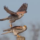 Falco tinnunculus  - Turmfalkenpaar