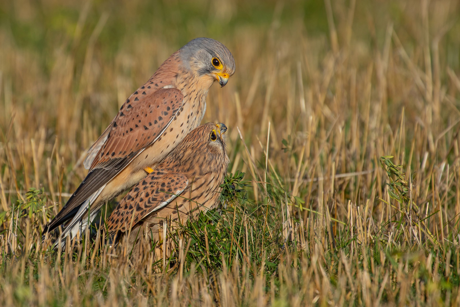 Falco tinnunculus  - Turmfalkenpaar