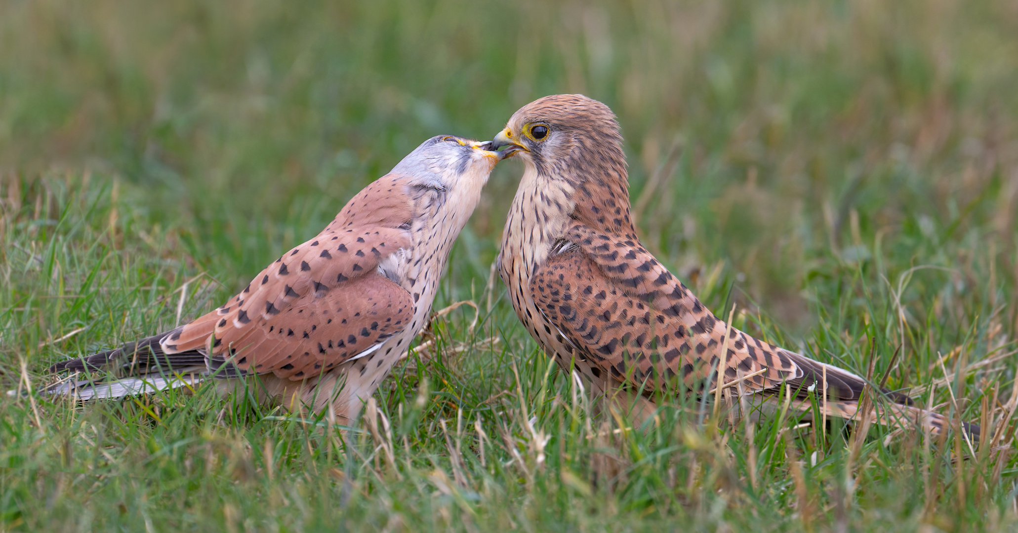 Falco tinnunculus - Turmfalkenpaar 