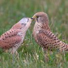 Falco tinnunculus - Turmfalkenpaar 