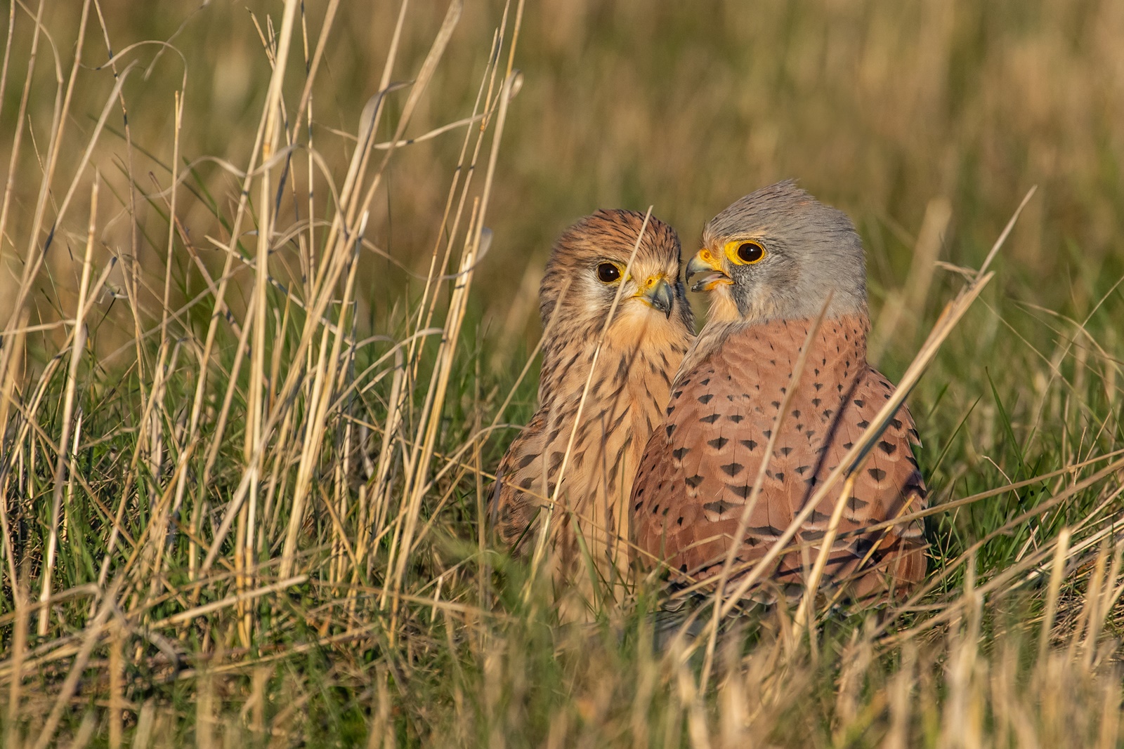 Falco tinnunculus  - Turmfalkenpärchen 