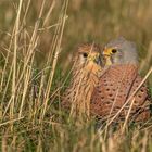 Falco tinnunculus  - Turmfalkenpärchen 