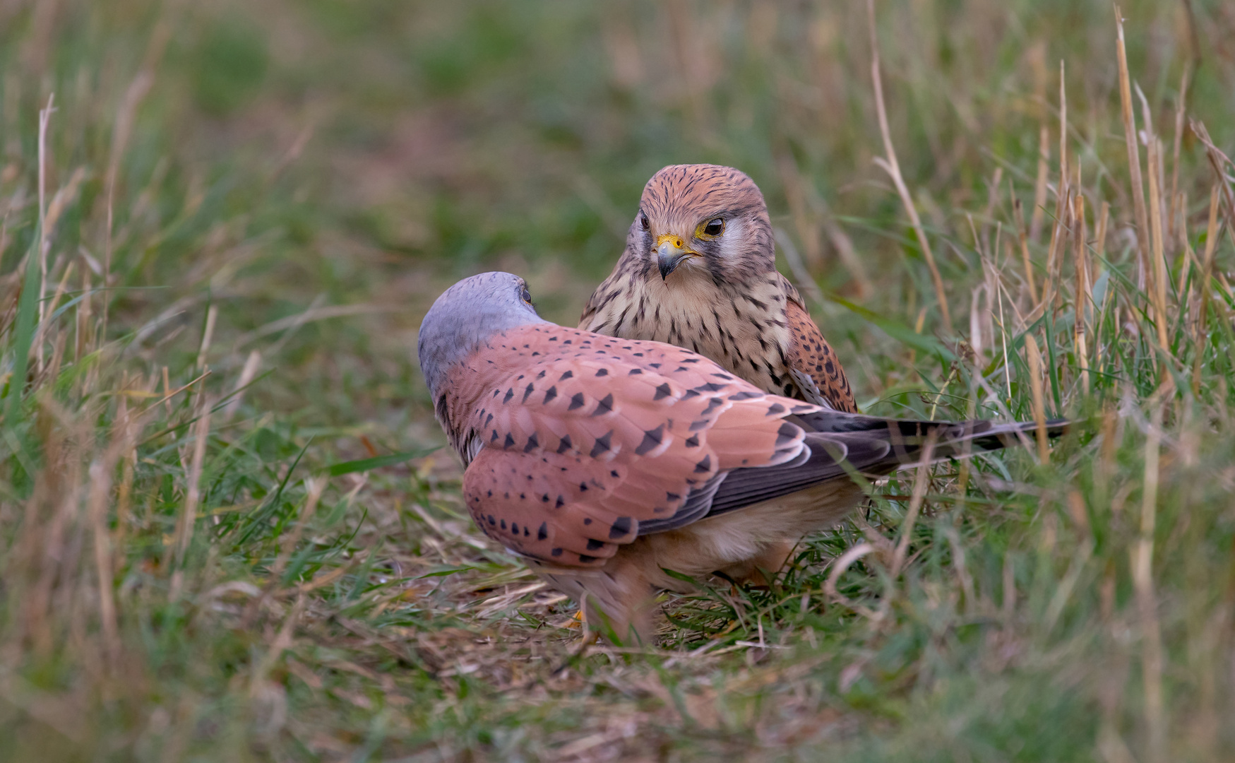 Falco tinnunculus - Turmfalkenpärchen 