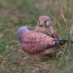 Falco tinnunculus - Turmfalkenpärchen 