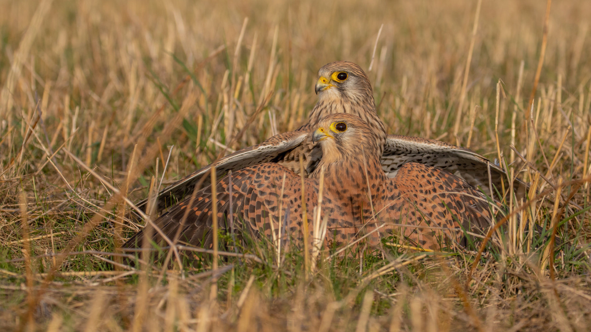 Falco tinnunculus - Turmfalkenweibchen   beim Kämpfen