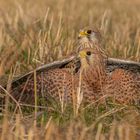 Falco tinnunculus - Turmfalkenweibchen   beim Kämpfen