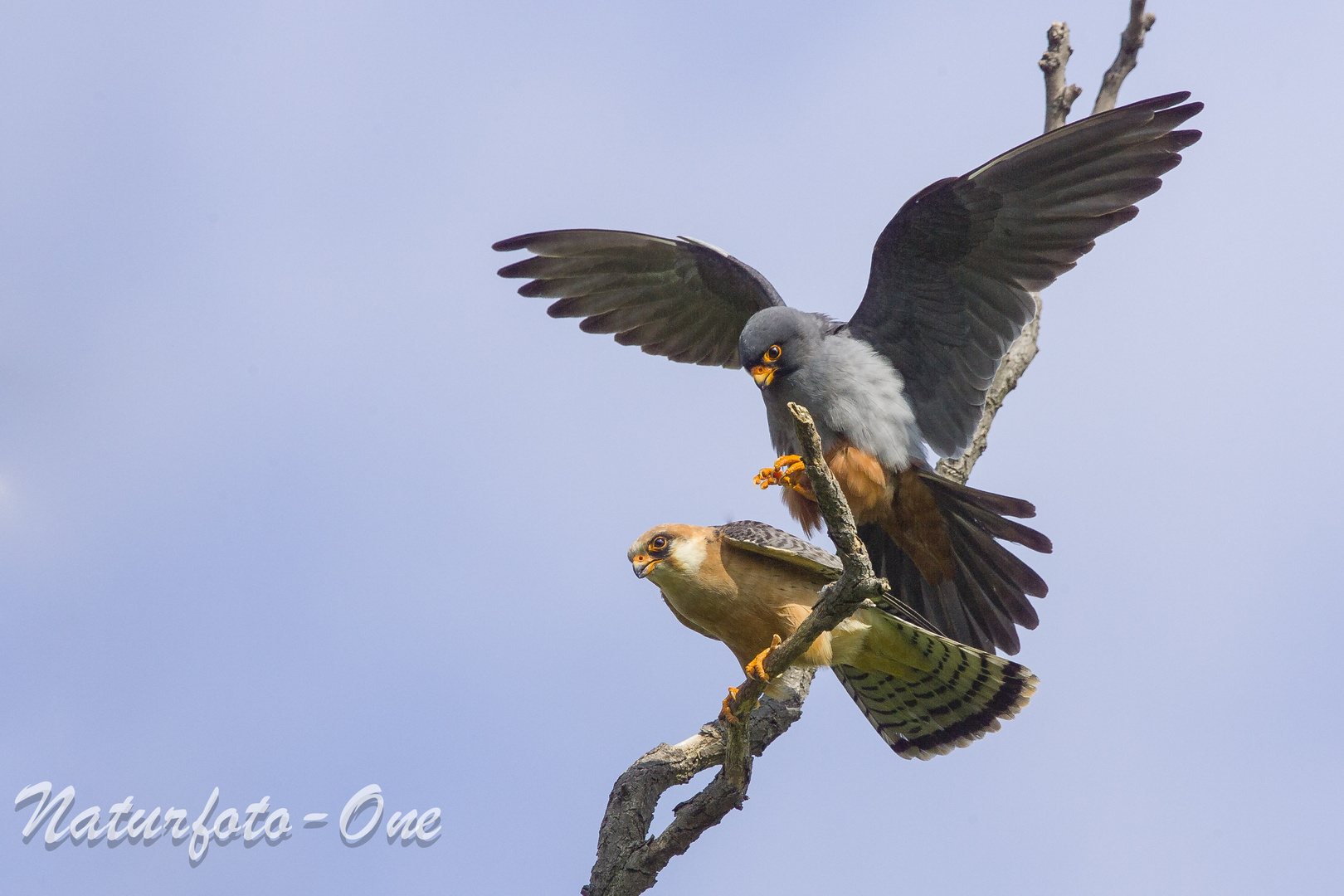 Falco vespertinus, Rotfußfalken