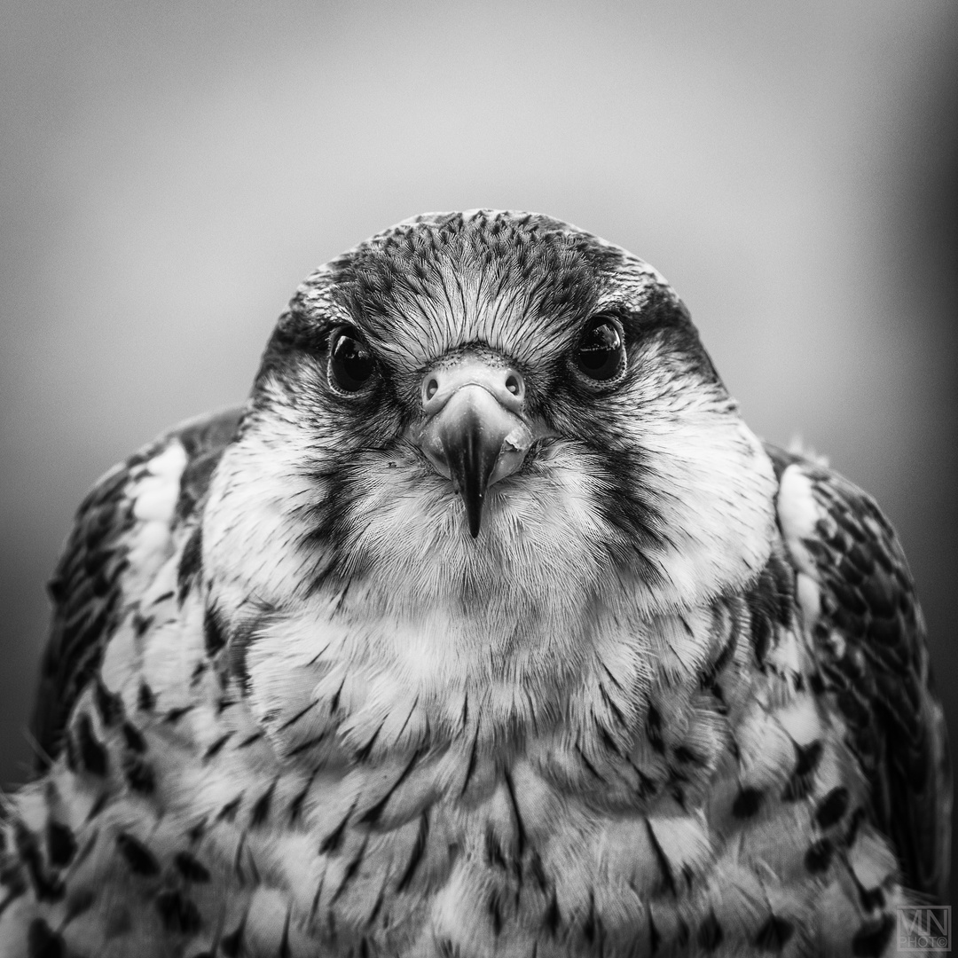 Falcon BW