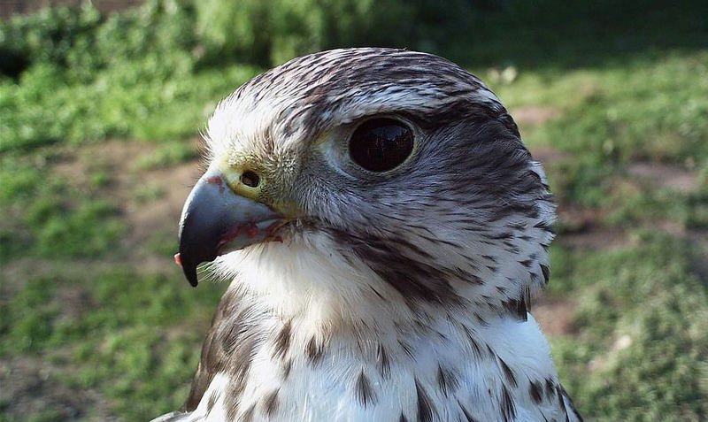 Falcon