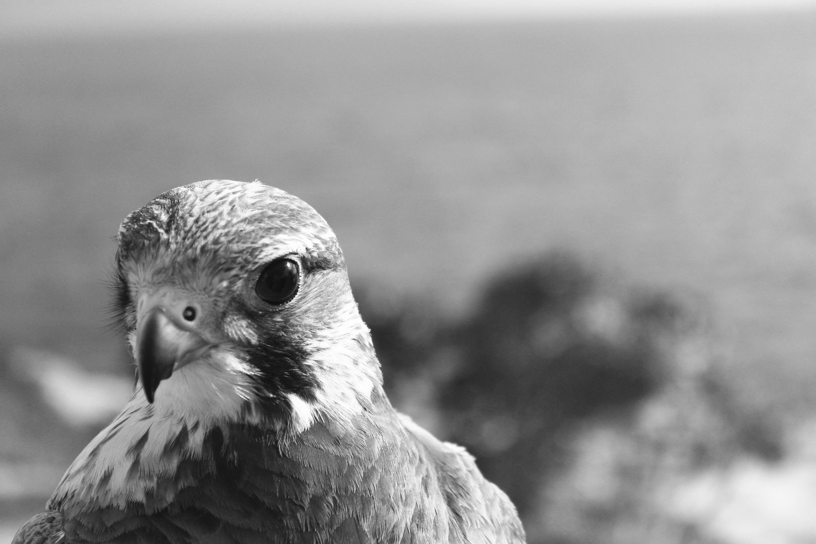 Falcon from Malta