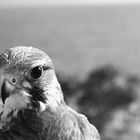 Falcon from Malta