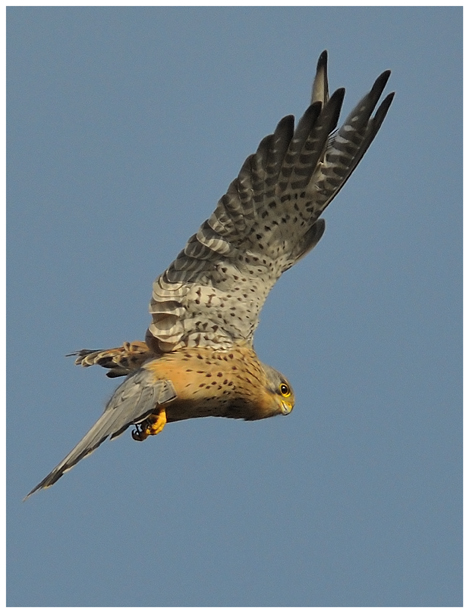 falcon in flight