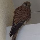 Falcon is back