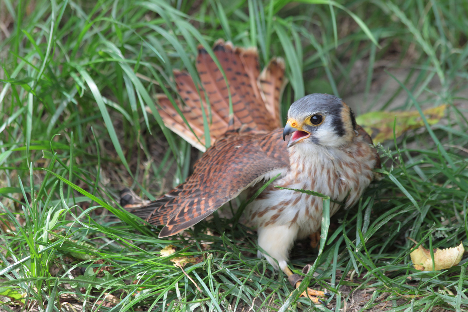 Falcon on the ground