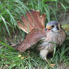 Falcon on the ground