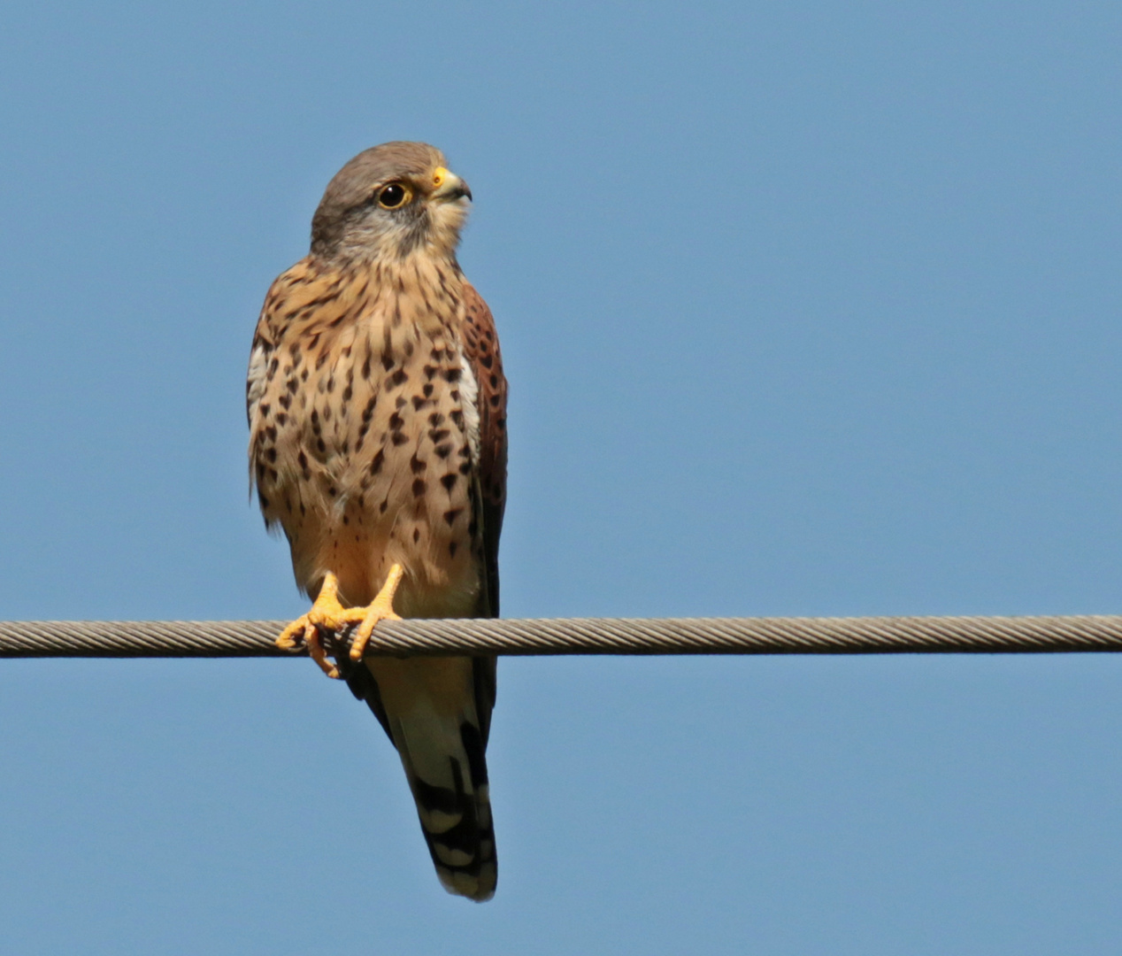 falcon on the wire