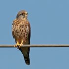 falcon on the wire