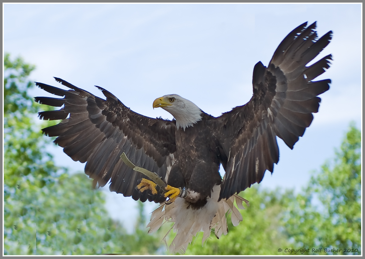 Falconeria Locarno Seeadler