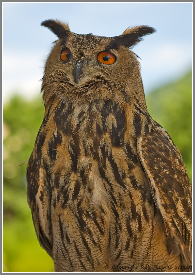 Falconeria Locarno Uhu