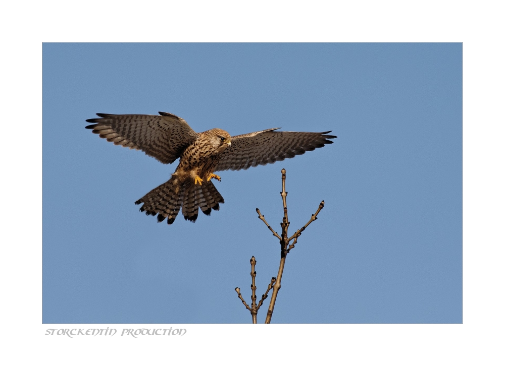 Falconidae Foto & Bild tiere, wildlife, wild lebende vögel Bilder auf