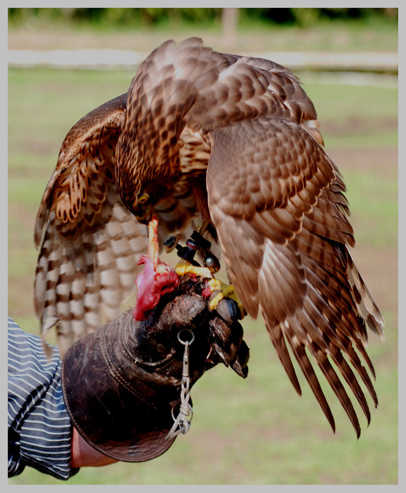 falconieri...