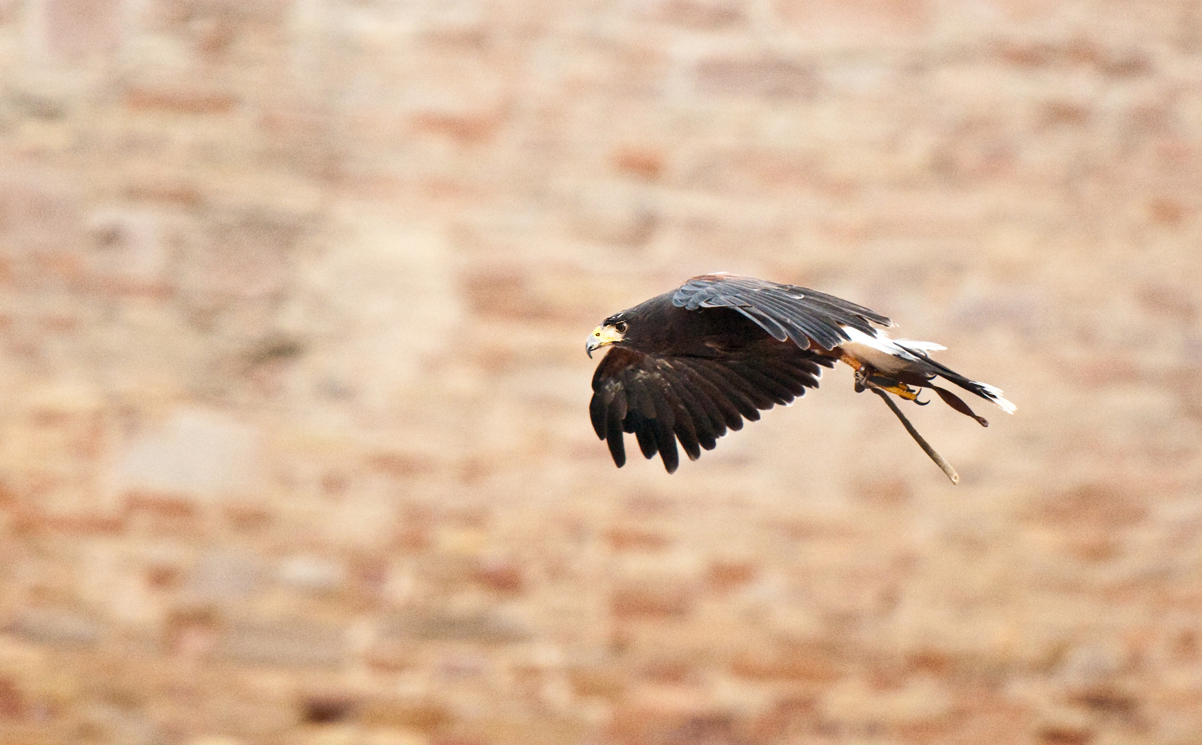 falconieri a Lanciano 01