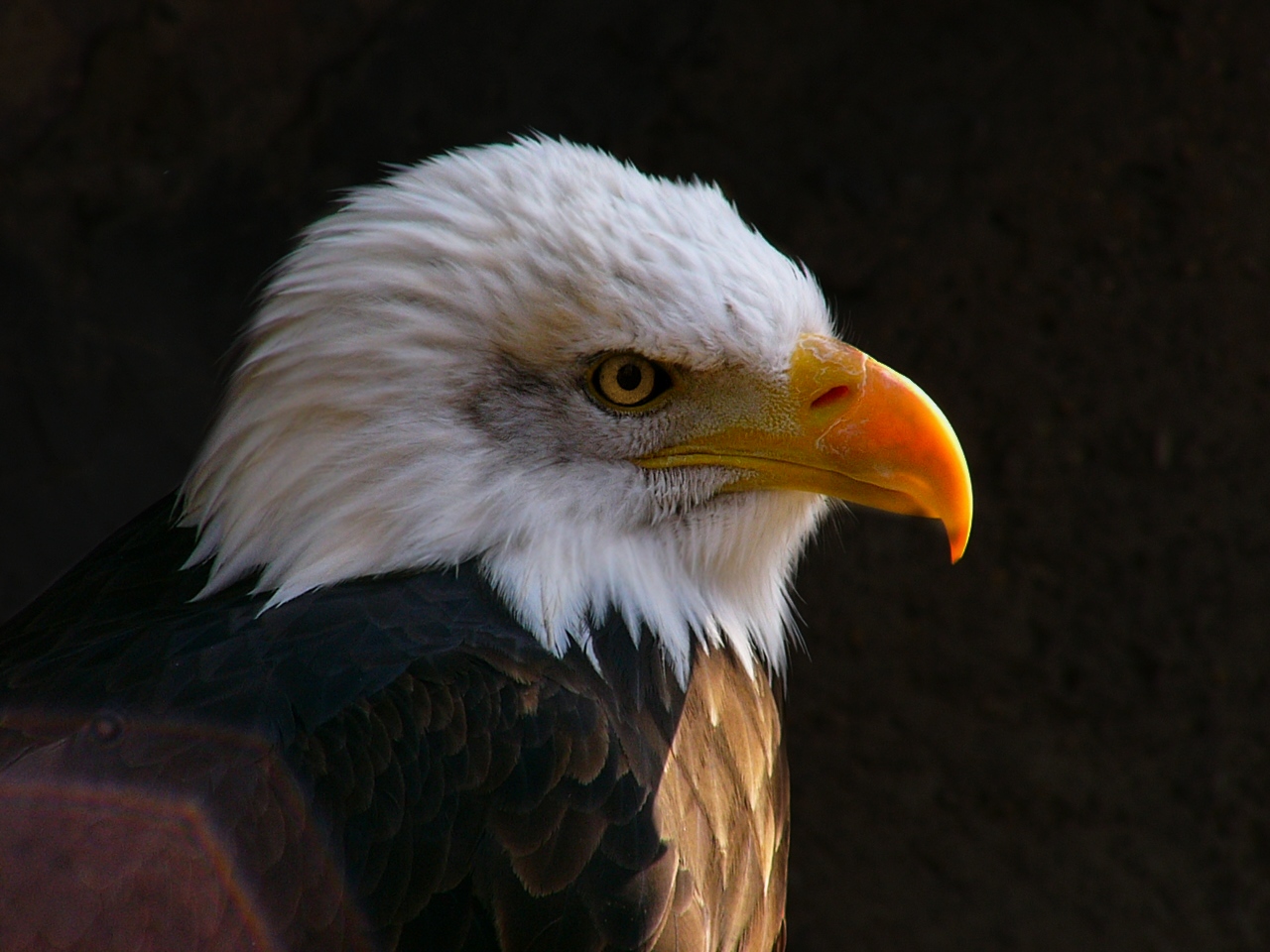 Falconiformes