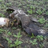 Falconry-Girl Animals