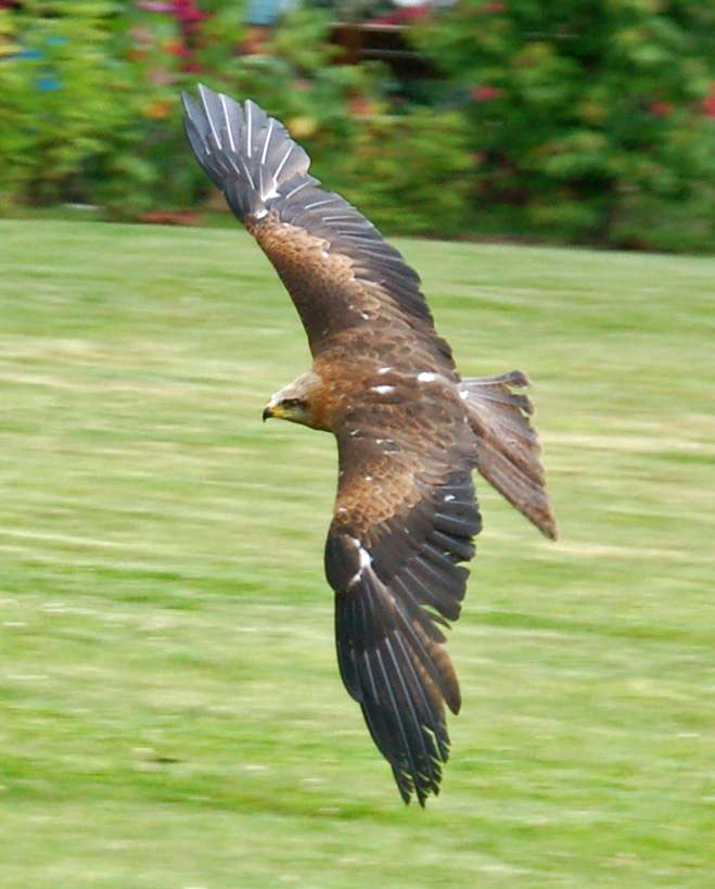 Falconry in Bourbannais, France