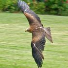 Falconry in Bourbannais, France