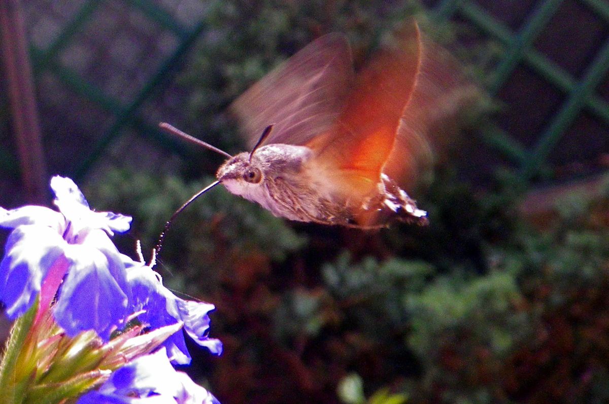 Falena colibrì